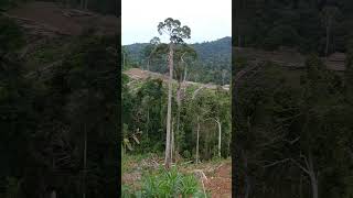 Download lagu suara hutan Kalimantan di pagi hari mp3 Download lagu suara hutan Kalimantan di pagi hari mp3