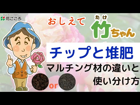 バラの茂みの根元にあるグランドカバーは何ですか?マルチの種類と技術の関連性  庭園