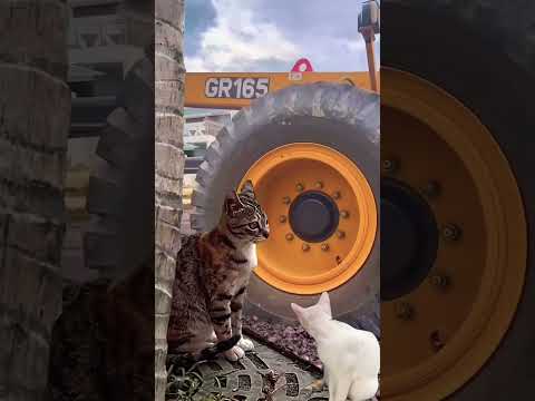 Chiếc Xe Máy Ủi Khổng Lồ Chạy Ngang Hai Chú Mèo 🐱🚜🚧