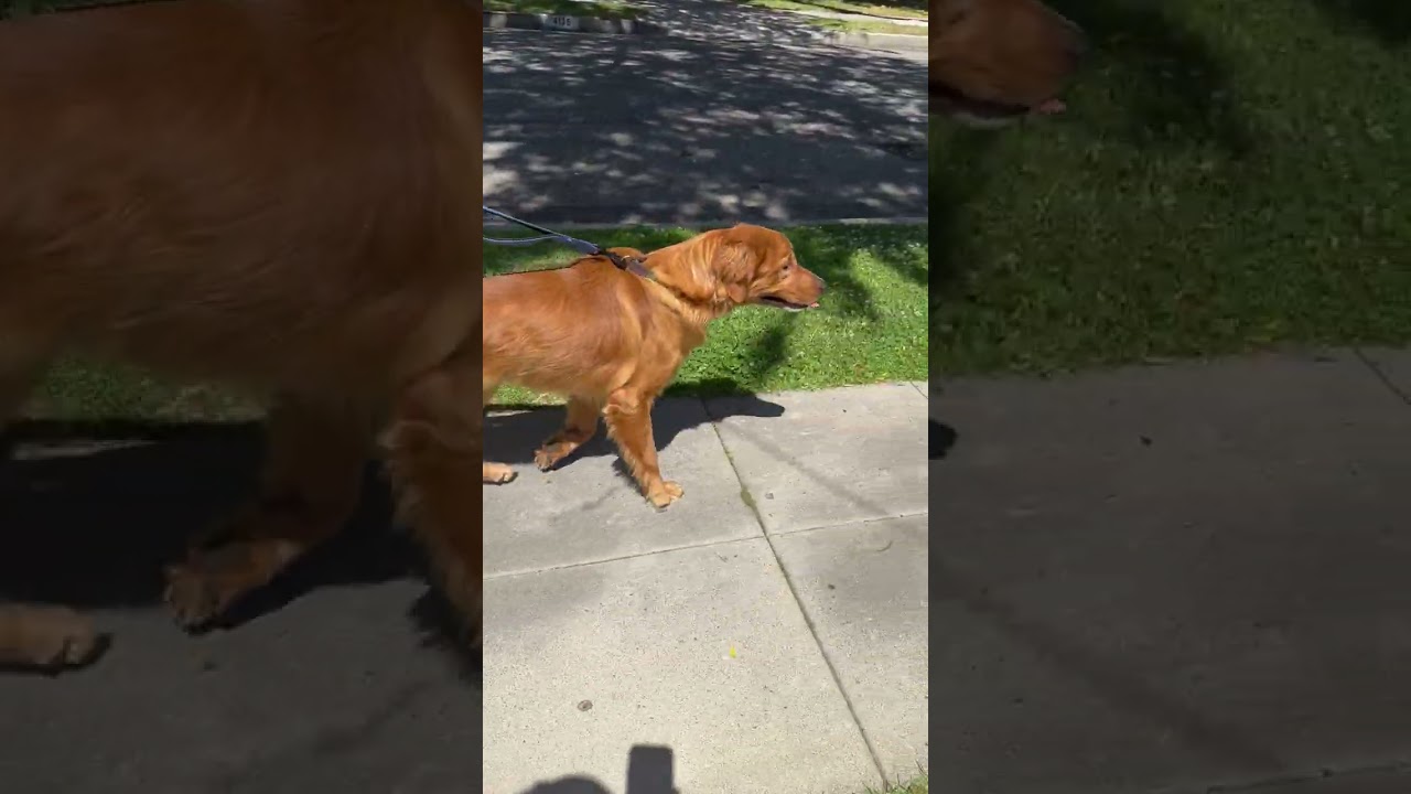 Enlarge Obi, a ADOPTABLE Golden Retriever in Los Angeles, CA video 2/6