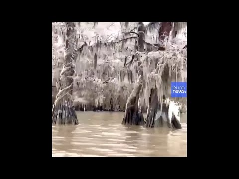 Eisiger Winter in den USA: Louisianas Eisbäume