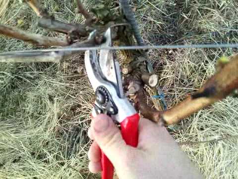 PERMAKULTUR im Weinberg: Sanfter Rebschitt mit zwei Fruchtruten - Winzerhof Linder in Endingen am Ka