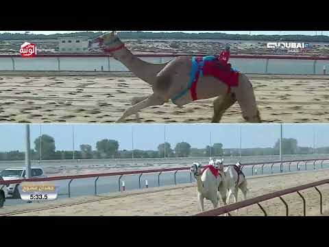  ش 8 (مبلش) لـ هجن الشحانية 9:16:0 , تأهيل المرموم 2026/03/05 ايذاع 