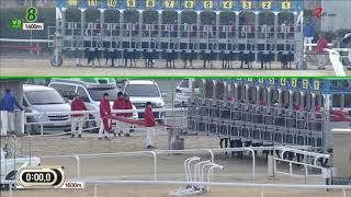 단승식1.3배 석세스파티 실격경주