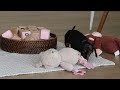 Miniature Dachshund dogs for sale: Ivy - Video 1