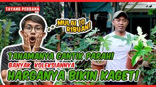 Download lagu Cantiknya Keterlaluan! Koleksi Tanaman Seindah Ini Harganya Gak Masuk Akal,Review harga tanaman hias mp3 Download lagu Cantiknya Keterlaluan! Koleksi Tanaman Seindah Ini Harganya Gak Masuk Akal,Review harga tanaman hias mp3