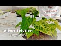 Albert Solution පත්‍ර වලට යොදමු How To Use Albert Solution Fertilizer