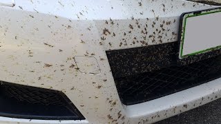 How To: Remove Bugs, Flies, Insects WITHOUT scratches, rubbing, sponge... Exterior Car Detail