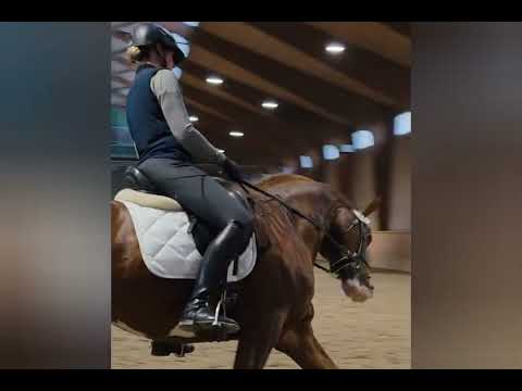 Booted Fox v. Benicio x Don Juan de Hus x Diamond Hit x Ferragamo 