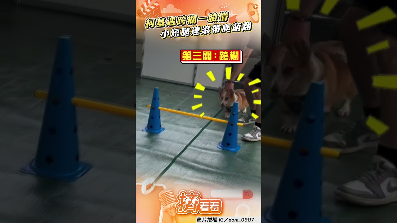 影音/柯基遇跨欄急煞車一臉懵! 小短腿「連滾帶爬」萌翻