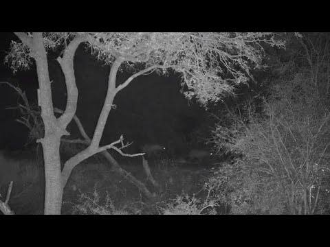 Djuma: Two Hyenas come across dam wall to open area listening - 03:14 - 08/15/20