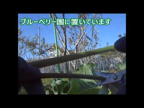 ルバーブが熟しているかどうかはどうやってわかりますか?園芸の専門家からのアドバイス  庭園