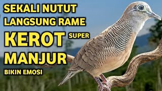 Download lagu Perkutut Lokal Gacor Suara Super Kristal - Pancingan Malas Bunyi (99%AMPUH BANGET) mp3 Download lagu Perkutut Lokal Gacor Suara Super Kristal - Pancingan Malas Bunyi (99%AMPUH BANGET) mp3
