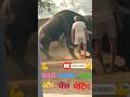 Bull Jumping And Mating Shorts Video Village Animals Reaction