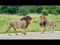 Two Lions Prepare To Fight But In The End