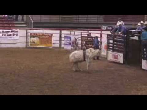 2 year old futurity bull 770 Smarty Pants, trained by The Jaynes Gang & Jonathan Jaynes