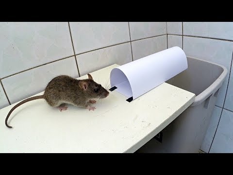 download lagu mp3 mp4 Rat Tracks, download lagu Rat Tracks gratis, unduh video klip Rat Tracks
