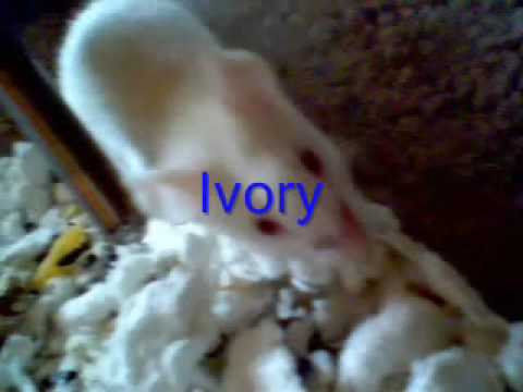 Surfing Mice Introduction