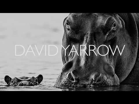 David Yarrow Wildlife   PART 2