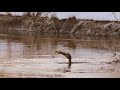 Great Cormorant Eats Big Pike