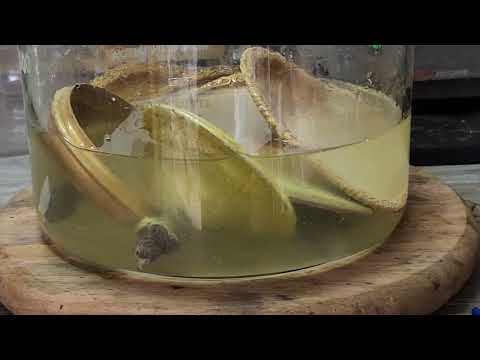 Stripping Silver plated items for Silver Recovery part 1