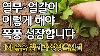 열무 얼갈이 이렇게 해야 폭풍성장 합니다 - 1차 솎음 방법과 성장촉진법