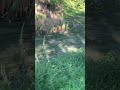 HERON EATS YELLOW BULLHEAD Shorrs