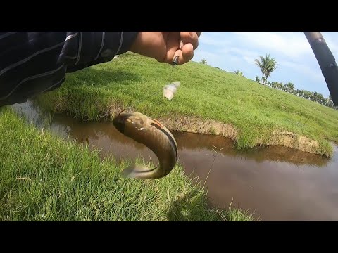 Pescando Traíra no Alagado, Vale do Paraíso, Rondonia!!!- T05 Ep67. #pesca #pescaria #pescaesportiva