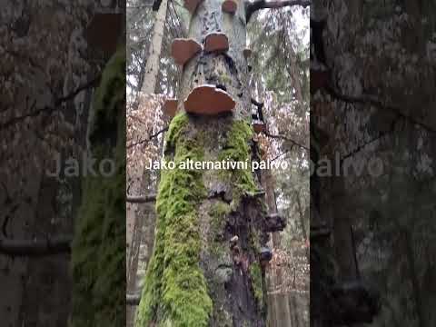 Buk lesní 🌳🌲🌳(Fagus sylvatica)💚Léčivé rostliny 34# #příroda #zdraví