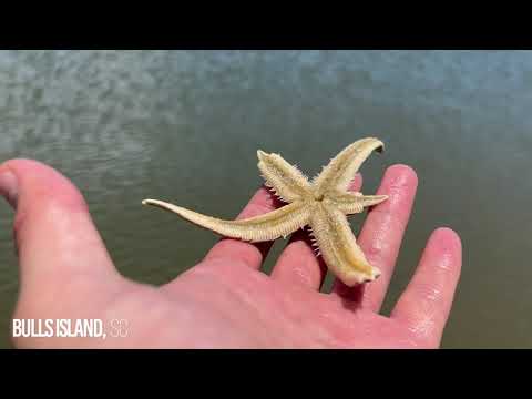 Van Life in South Carolina | Folly Beach, Charleston, Bulls Island