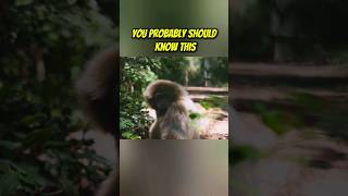 Download lagu Monkey poop coffee! mp3 Download lagu Monkey poop coffee! mp3