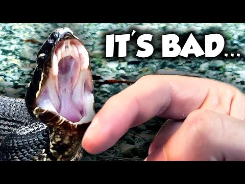 What Happens if a Cottonmouth BITES You? (ft. @FintasticFilms )