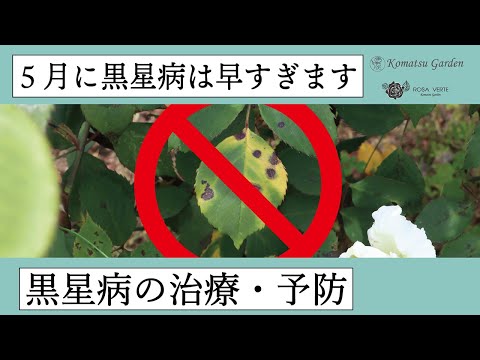 ピンクのバラの病気は、日当たりの良い場所を好み、水はけのある土壌を好み、毎週定期的に水やりをします。