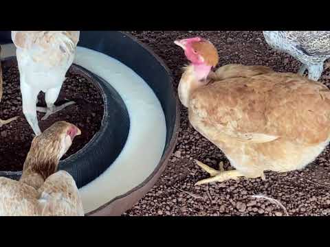 , title : 'Como curar vermes de galinhas  🐓'