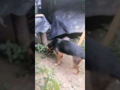 TAMALES EN SAN JUAN DE RIOSECO COLOMBIA