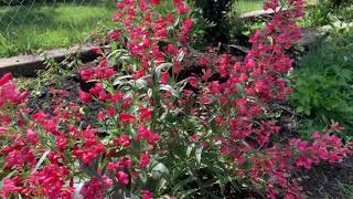 Plant highlight! Red Riding Hood Penstemon // TheFlowerFanatic