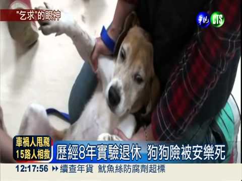 實驗後險被安樂死 救出8米格魯!