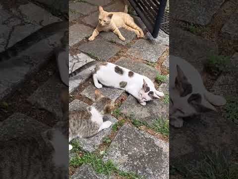 Female cat in heat entice male cats