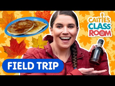 Learn About Making Maple Syrup! | Caitie's Classroom Field Trip | Super Simple Play