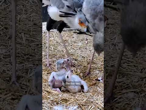 Video Thumbnail: Endangered secretarybird chicks hatch at UK zoo
