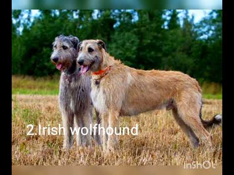 #Top5 heaviest dog breeds#dogs