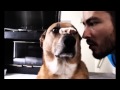 Dog has the discipline of a Samurai 720p (Русская ...