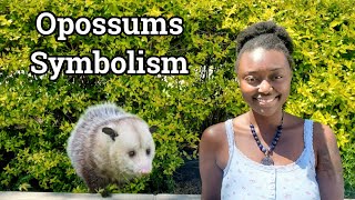 Possum Spirit Animal Totem | Becoming Unavailable