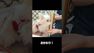 おはなを覚えたしゅうまい #shorts