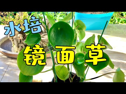 鏡面草水耕