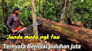 Download lagu Lapuk di luar Baja di dalam !‼️ Kekayaan abadi hutan tropis, si kayu besi kalimantan mp3
