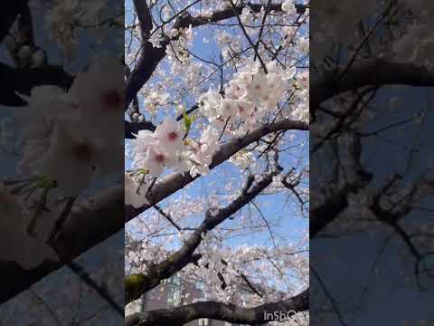桜のトンネル🌸春散歩♪
