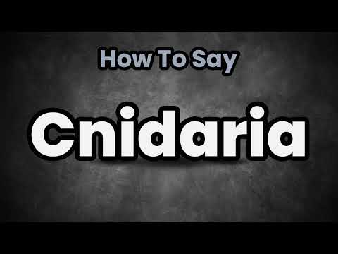 How To Pronounce Cnidaria? (CORRECTLY) Meaning & Pronunciation