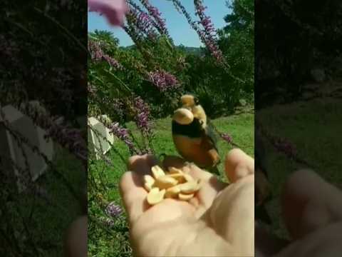 カワラヒワは何を食べますか