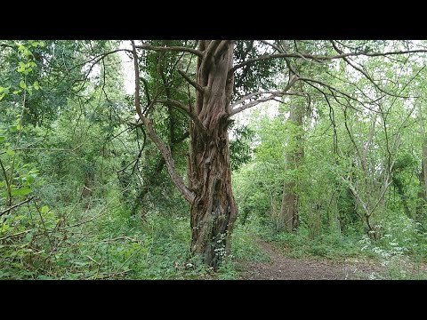 Walking about in New Addington Live! 21/05/2021 - Mobile Stream (192)